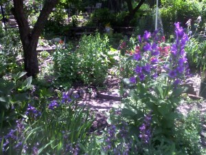 GardenBloom2