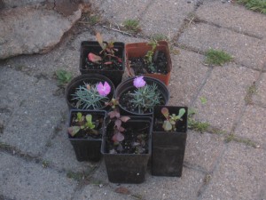 tree well planting 004