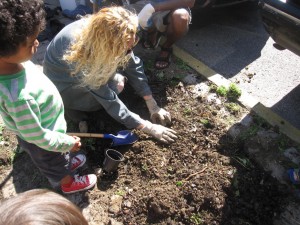 tree well planting 024