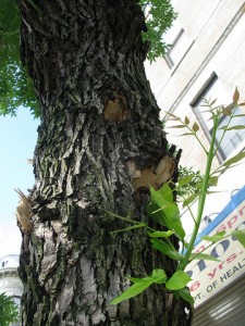 bedford_park_pl