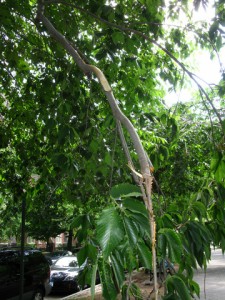 eastern_pkwy2