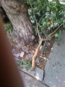 parkpl_carlton4