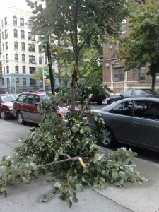 tree-vandalism