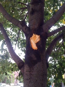 tree