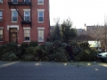 2012 Mulchfest - Diane displays height of Christmas tree pile