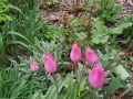 Tulips VI