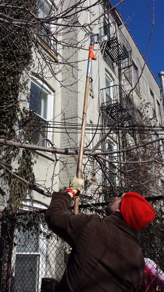 2015-winter-pruning-12-pole-saw-jeremy2