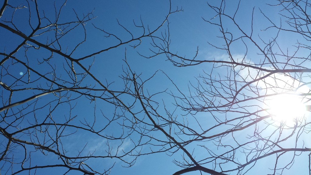 2015-winter-pruning-3- branches-sky