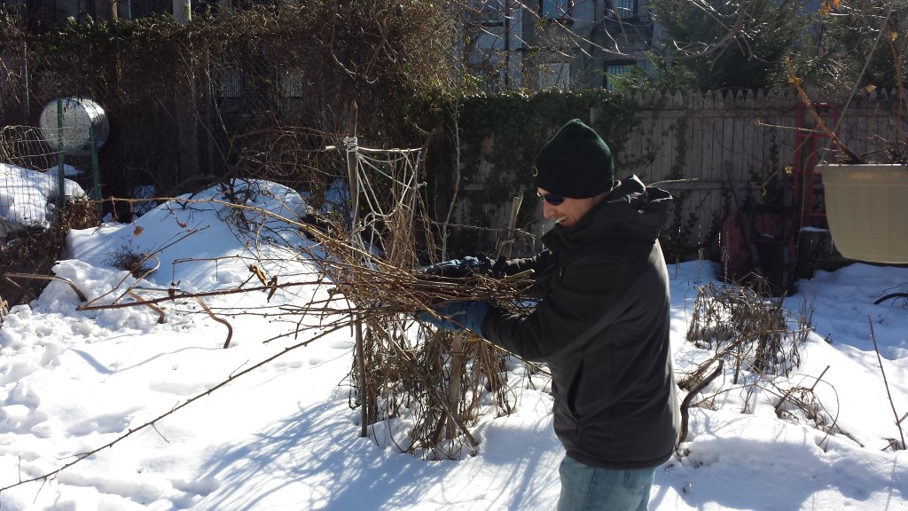 2015-winter-pruning-4-brush-collection-aaron