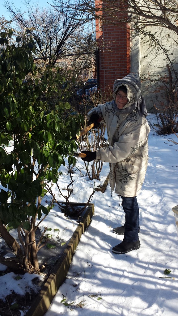 2015-winter-pruning-6-Euonymus-kiautschovicus-Manahattan-brians-mum